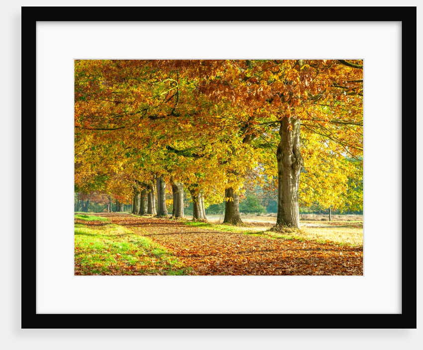 Row of trees in autumn by Assaf Frank